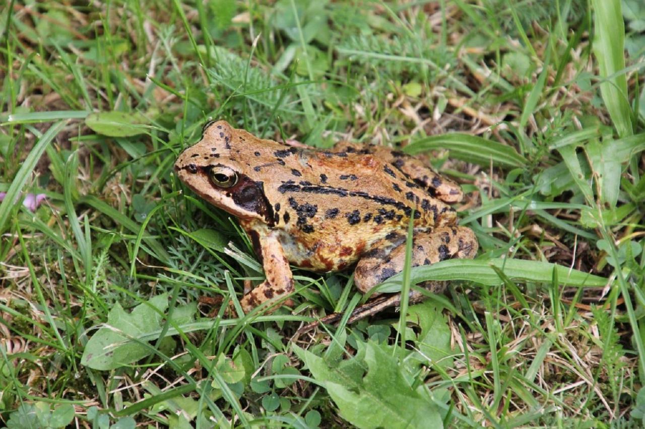 Fewo Im Naturschutzgebiet Hiddenhausen Exterior foto