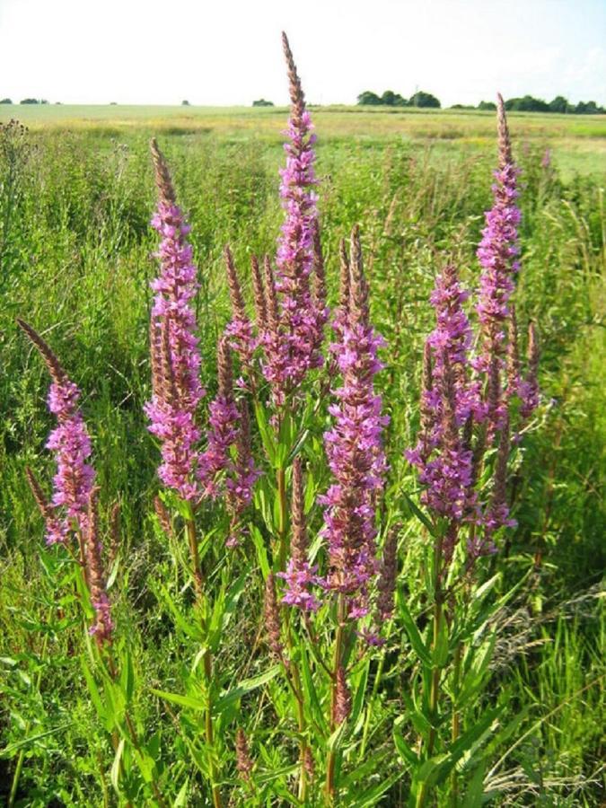 Fewo Im Naturschutzgebiet Hiddenhausen Exterior foto